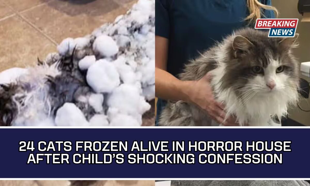 24 Cats Frozen Alive In Horror House After Child’s Shocking Confession