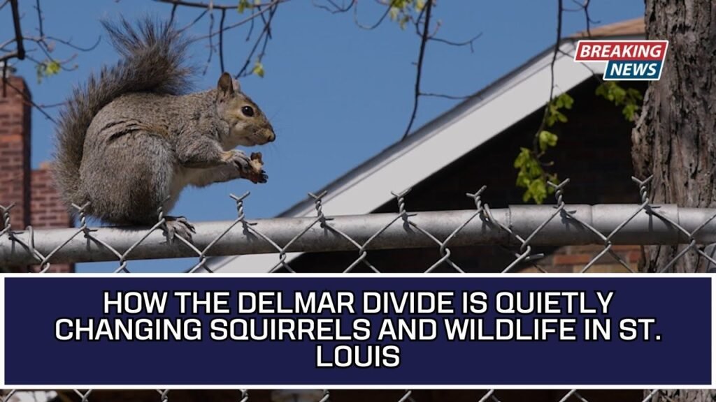 How The Delmar Divide Is Quietly Changing Squirrels And Wildlife In St. Louis