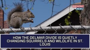 How The Delmar Divide Is Quietly Changing Squirrels And Wildlife In St. Louis