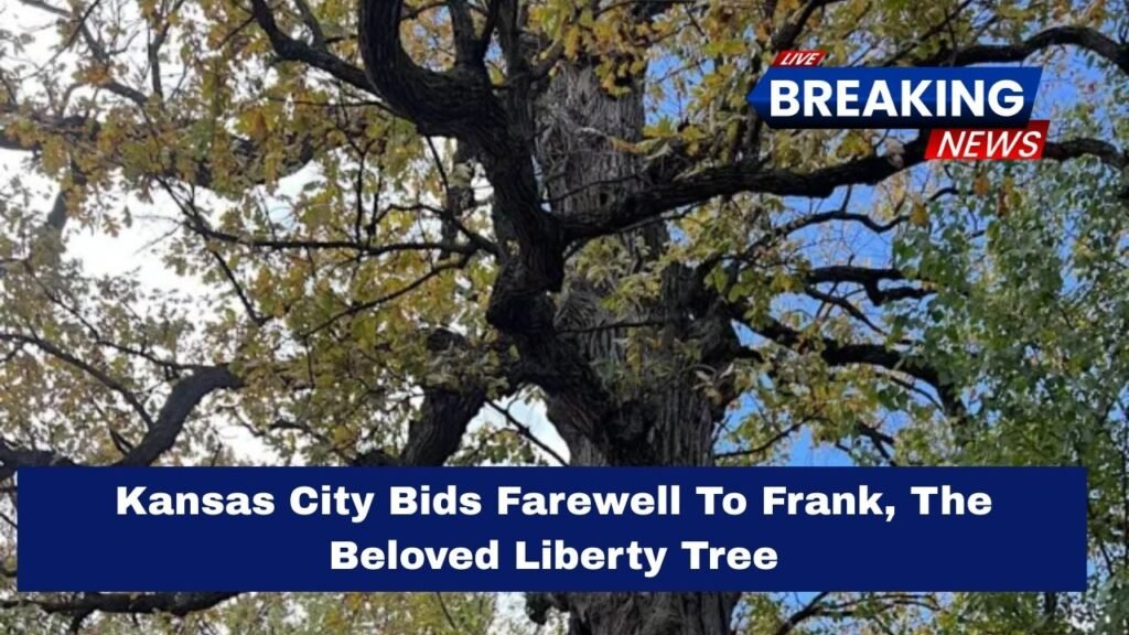 Kansas City Bids Farewell To Frank, The Beloved Liberty Tree