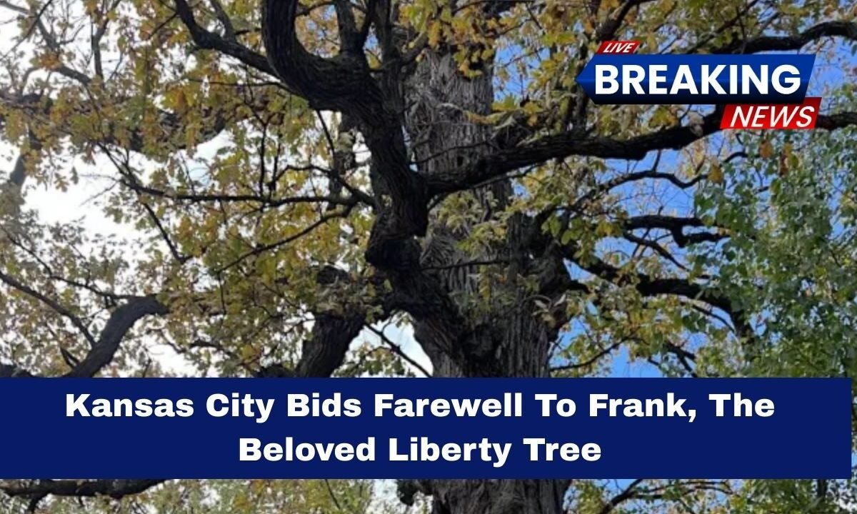Kansas City Bids Farewell To Frank, The Beloved Liberty Tree