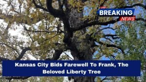 Kansas City Bids Farewell To Frank, The Beloved Liberty Tree