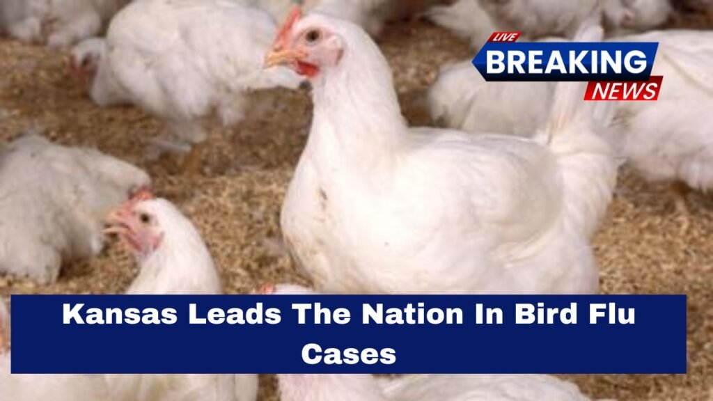 Kansas Leads The Nation In Bird Flu Cases