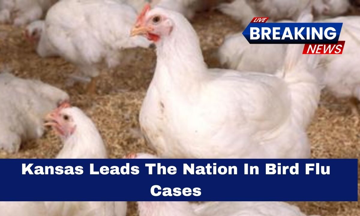 Kansas Leads The Nation In Bird Flu Cases