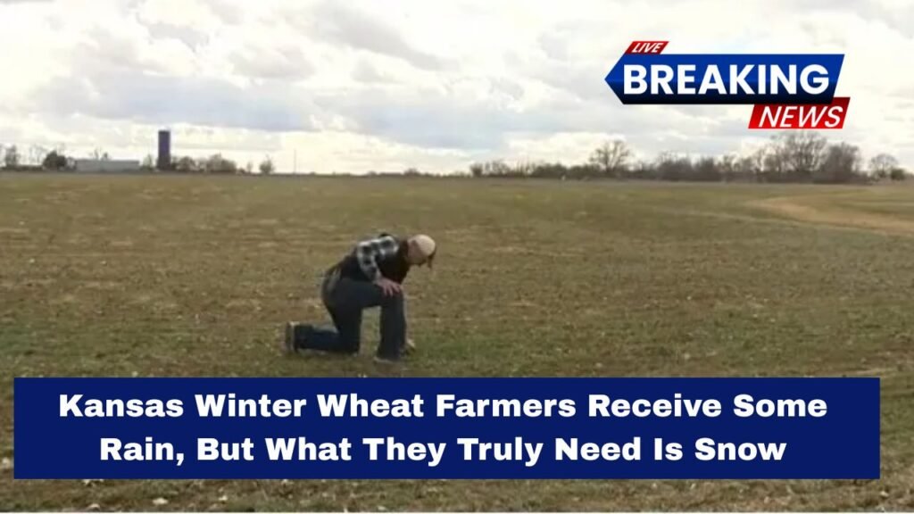 Kansas Winter Wheat Farmers Receive Some Rain, But What They Truly Need Is Snow