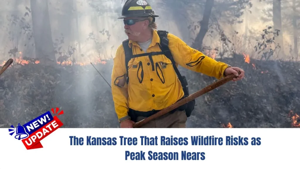 The Kansas Tree That Raises Wildfire Risks as Peak Season Nears
