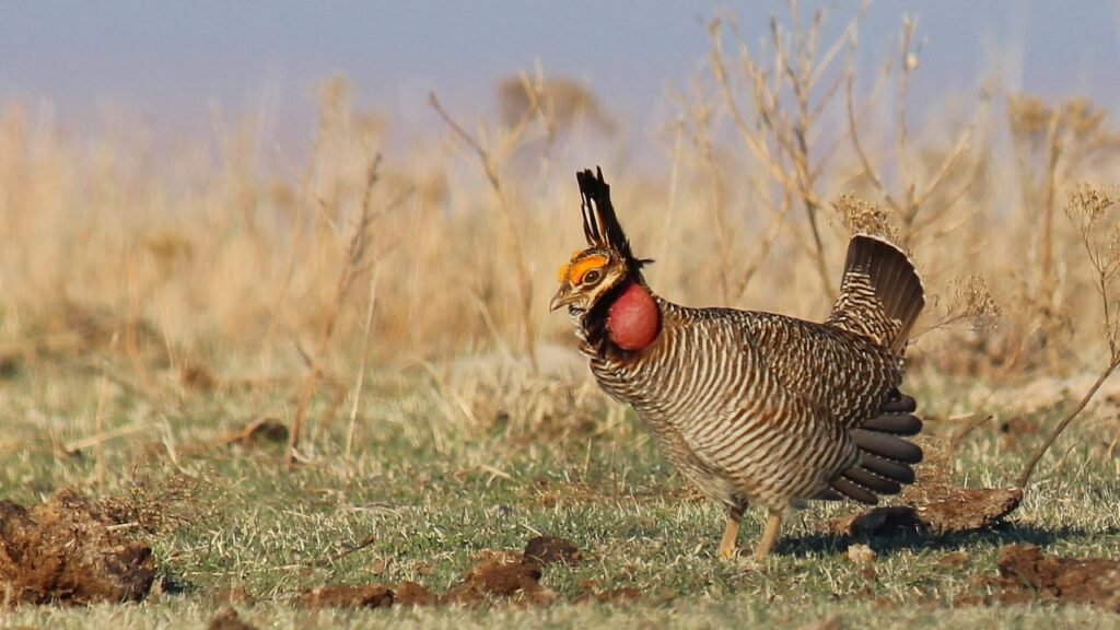 Commentary: Why Lesser Prairie Chickens Need Support from Kansans—and Why Mutual Care Matters