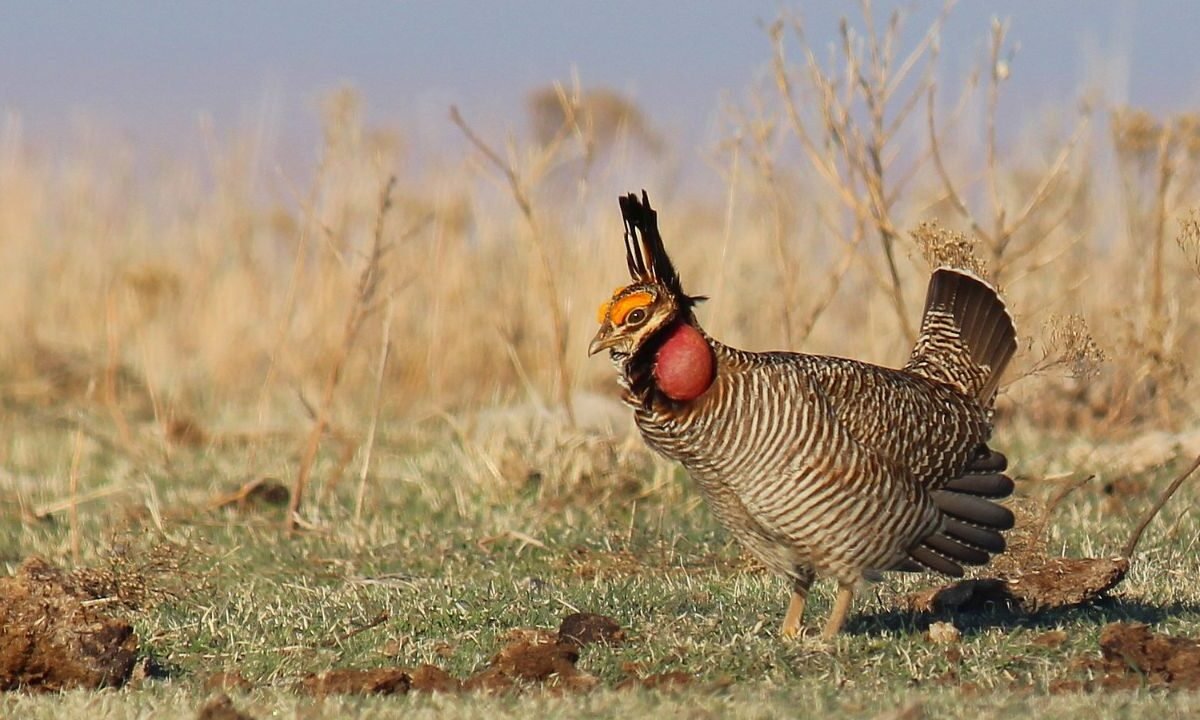 Commentary: Why Lesser Prairie Chickens Need Support from Kansans—and Why Mutual Care Matters