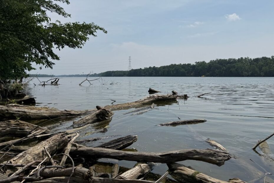 5 Dead After Rescue Attempt for Struggling Swimmer Ends in Tragedy, Sheriff Says